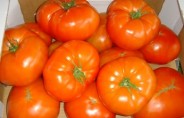 Польша: тенденция снижения цен на томаты