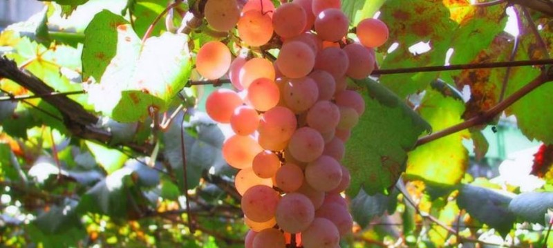 Работы по массовому сбору урожая винограда и закупкам стартуют в Армении с 15 сентября