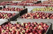 Польша: запасы яблок практически истощены