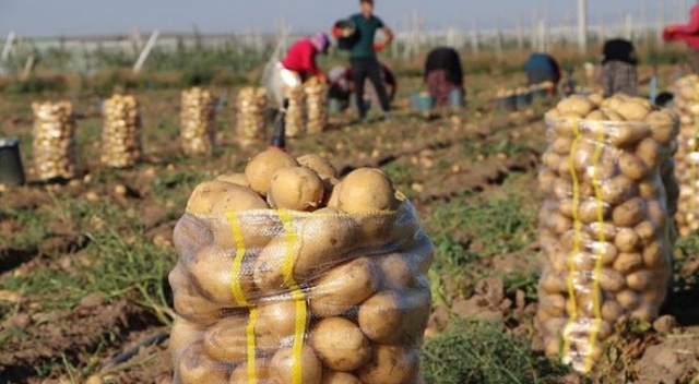 Урожай картофеля ожидается на уровне 7 млн тонн
