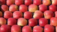 Польша: высокий спрос на яблоки сорта Гала