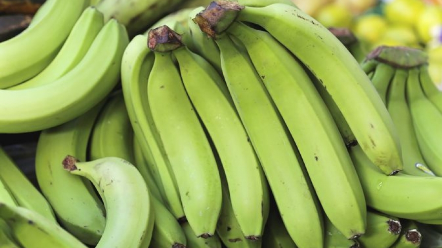 В ЮАР будут выращивать устойчивый к TR4 тайваньский сорт бананов