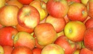 Польша: увеличение спроса на яблоки Чемпион со складов CA