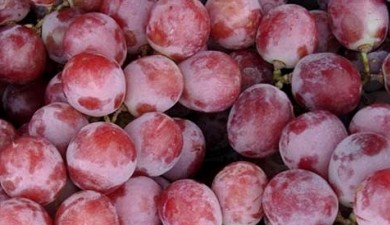 Экспорт винограда из Турции в Россию в сезоне-2012/13