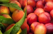 В Европе ожидается увеличение производства персиков и нектаринов